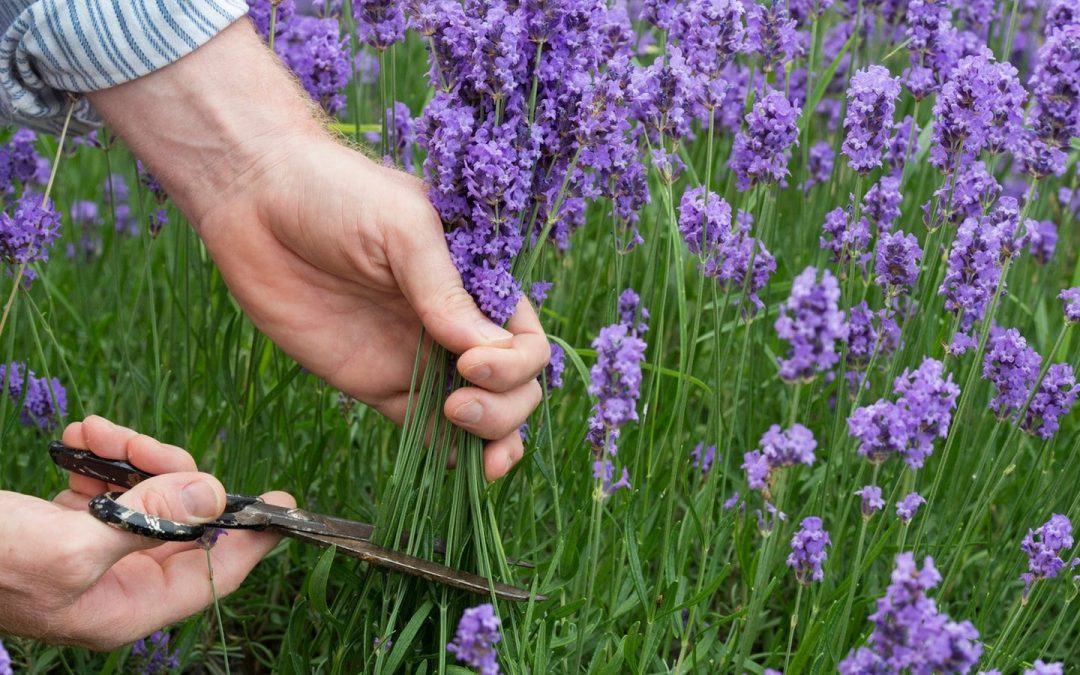 pruning lavender plants