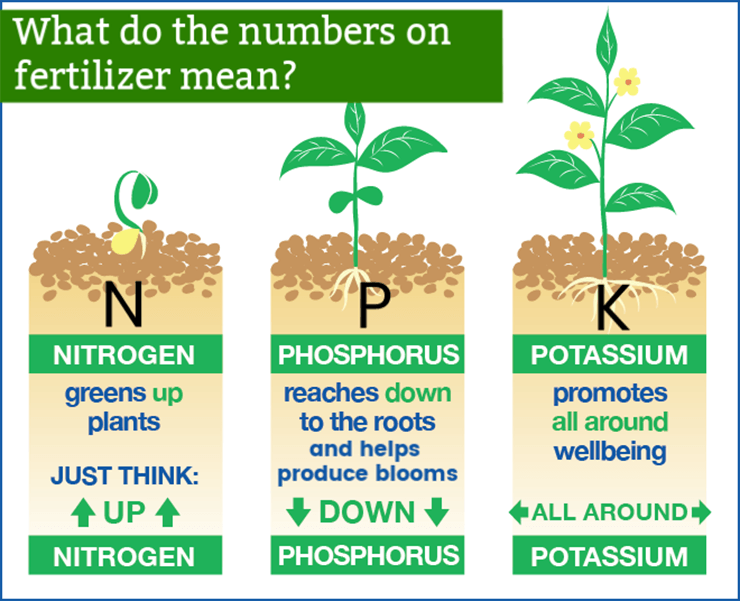 explains what nitrogen phosphorus and potassium does
