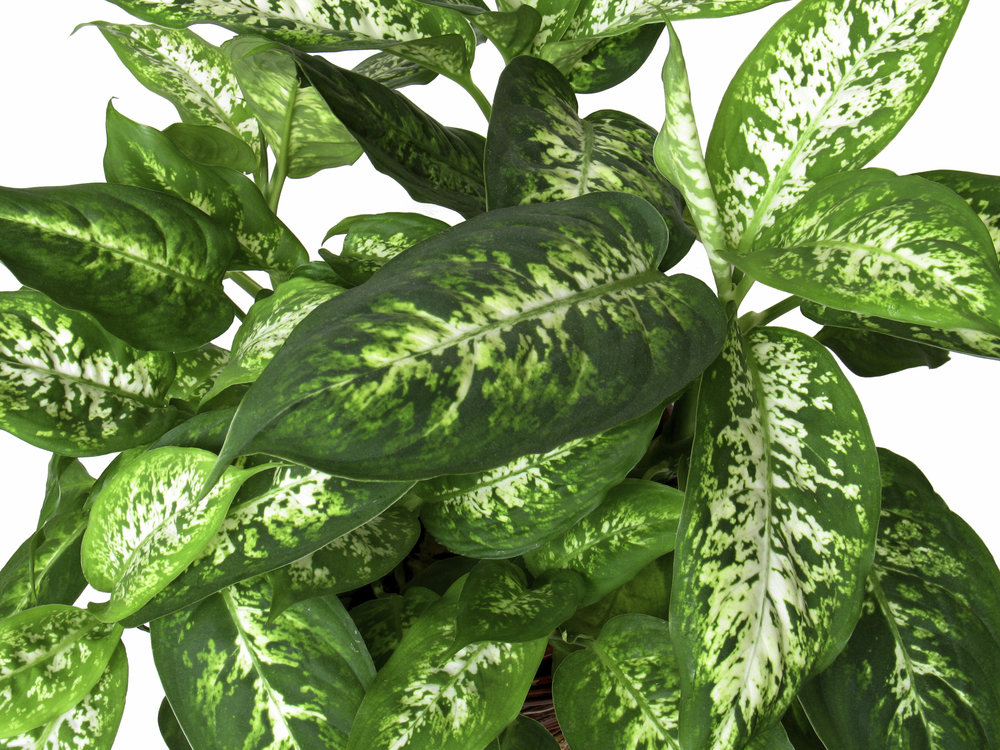Dieffenbachia Dumbcane houseplant