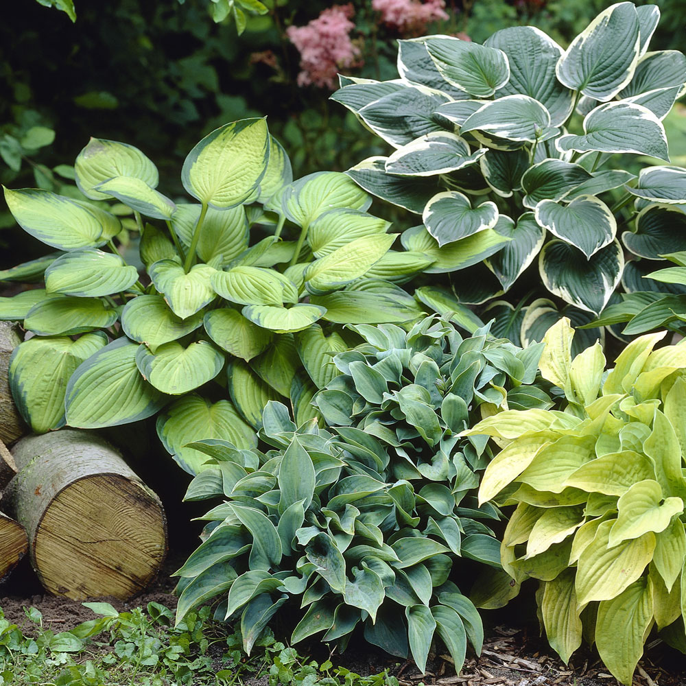 different variations hostas houseplant