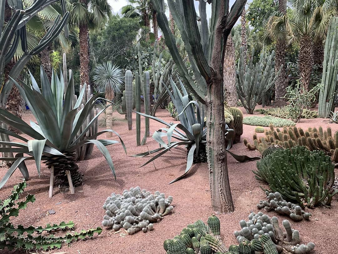 garden photograph of cactus, trees, shrubs