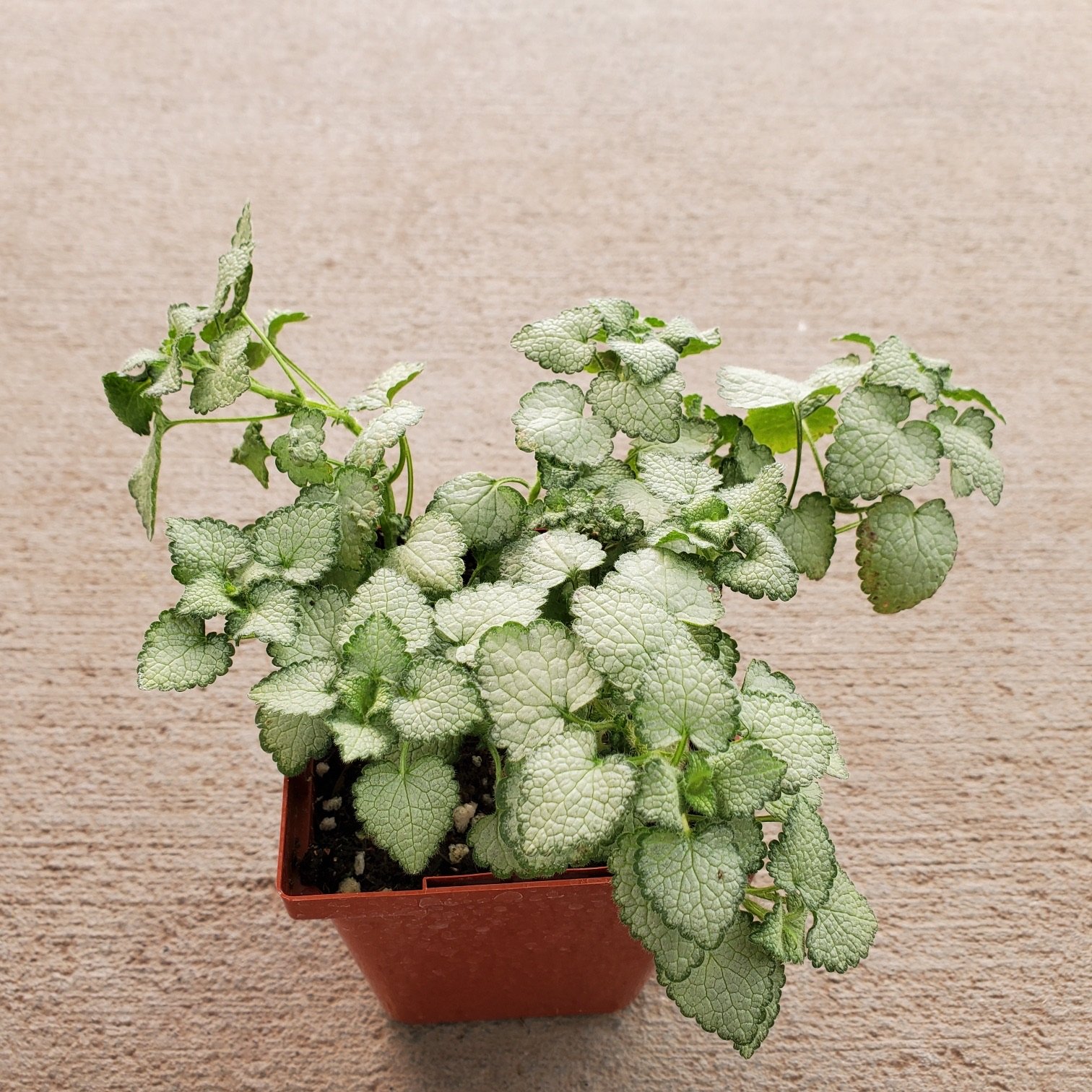 Lamium Maculatum Deadnettle houseplant