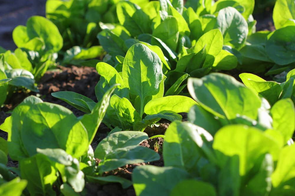 spinach plants