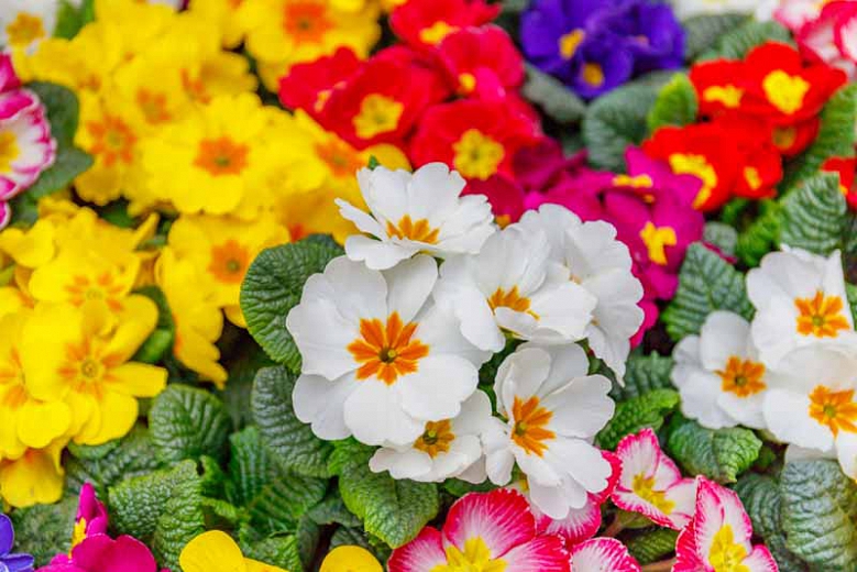 Primroses flowers