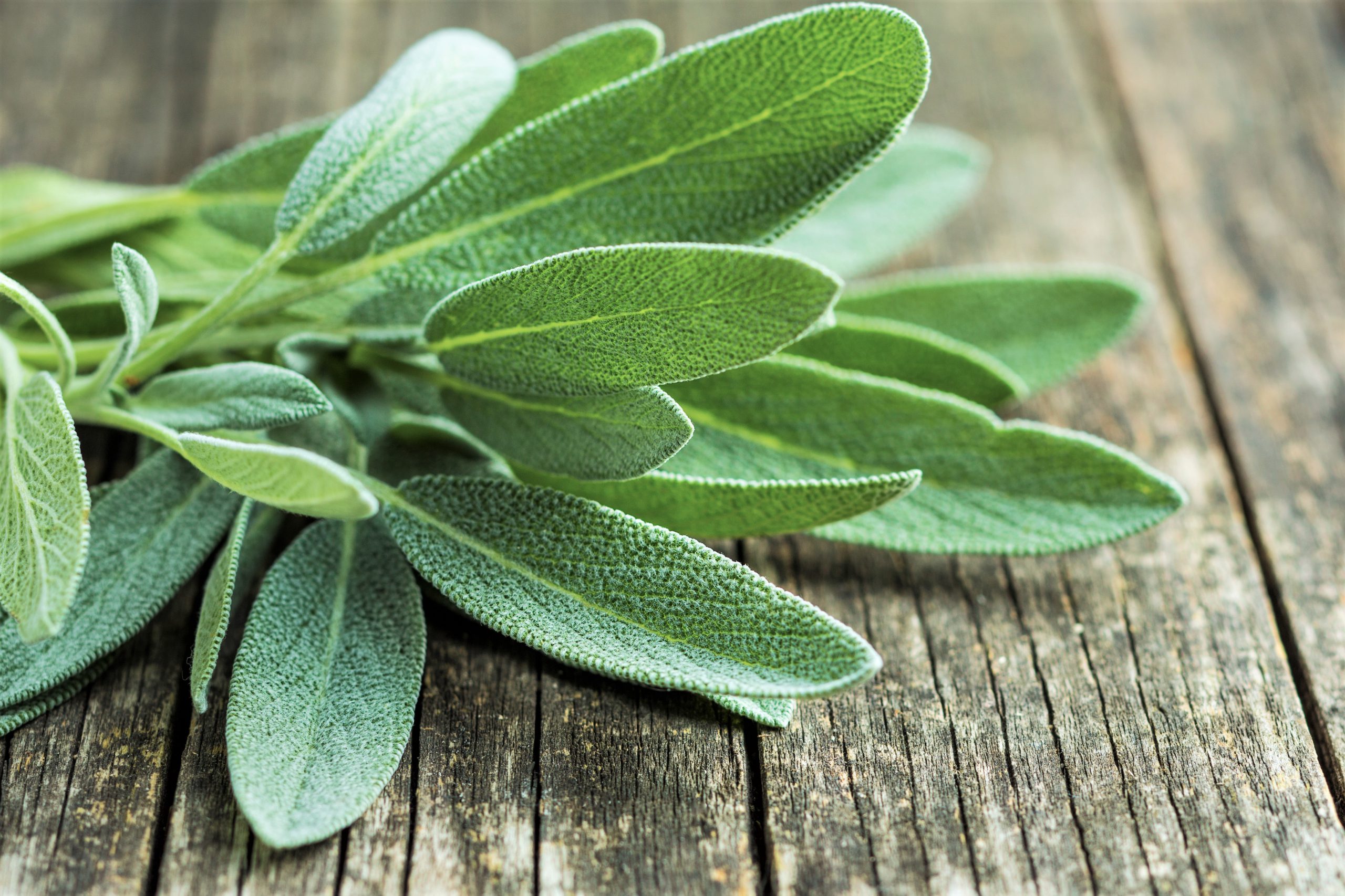 sage leaves