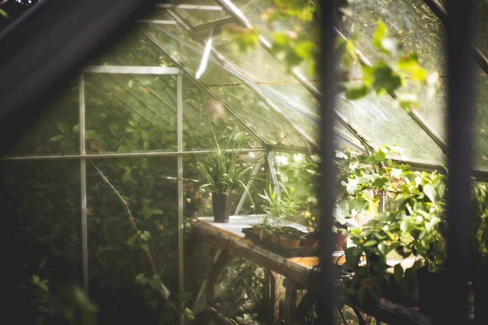 a peek into a greenhouse