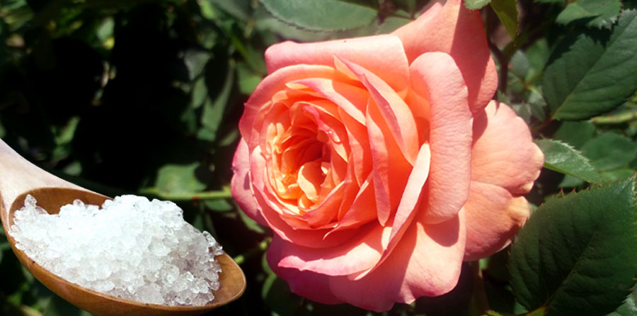 epsom salt with roses