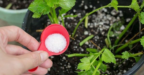 a teaspon of epsom salt with plants