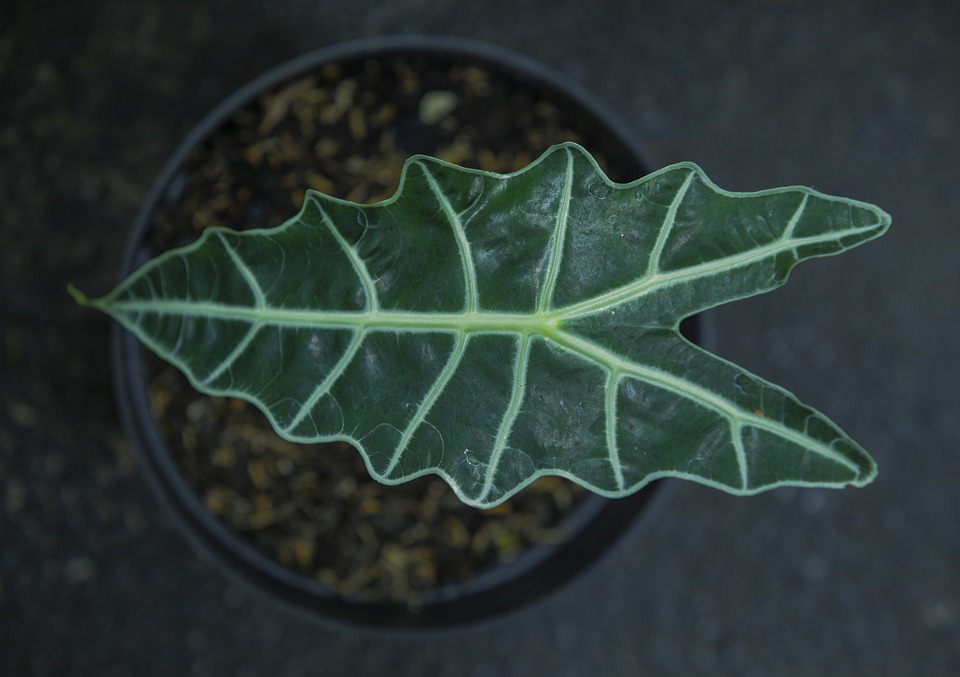 alocasia leaf