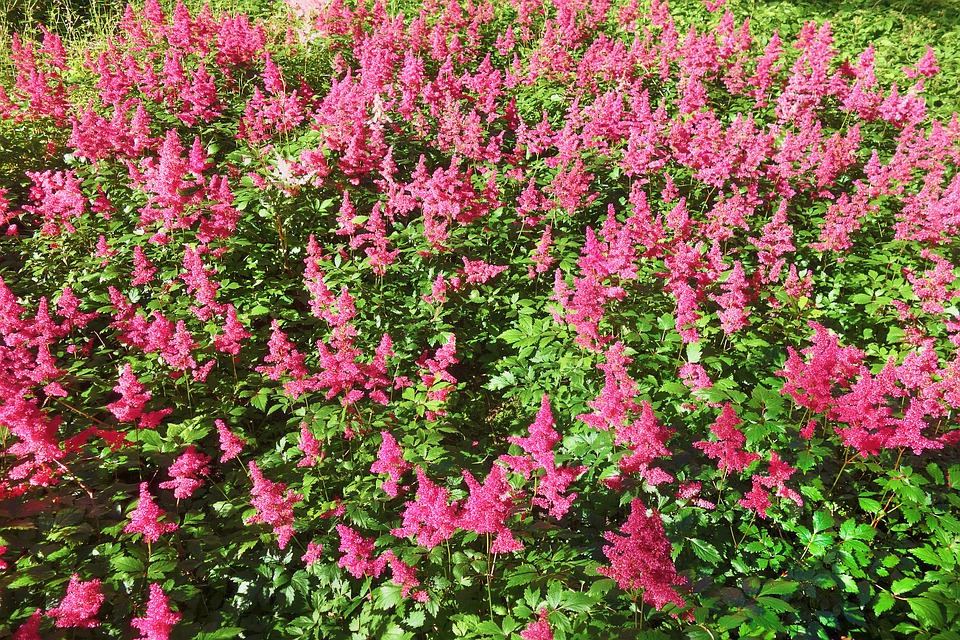 astilbe flowers
