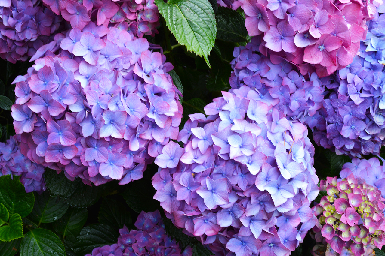 hydrangea flowers