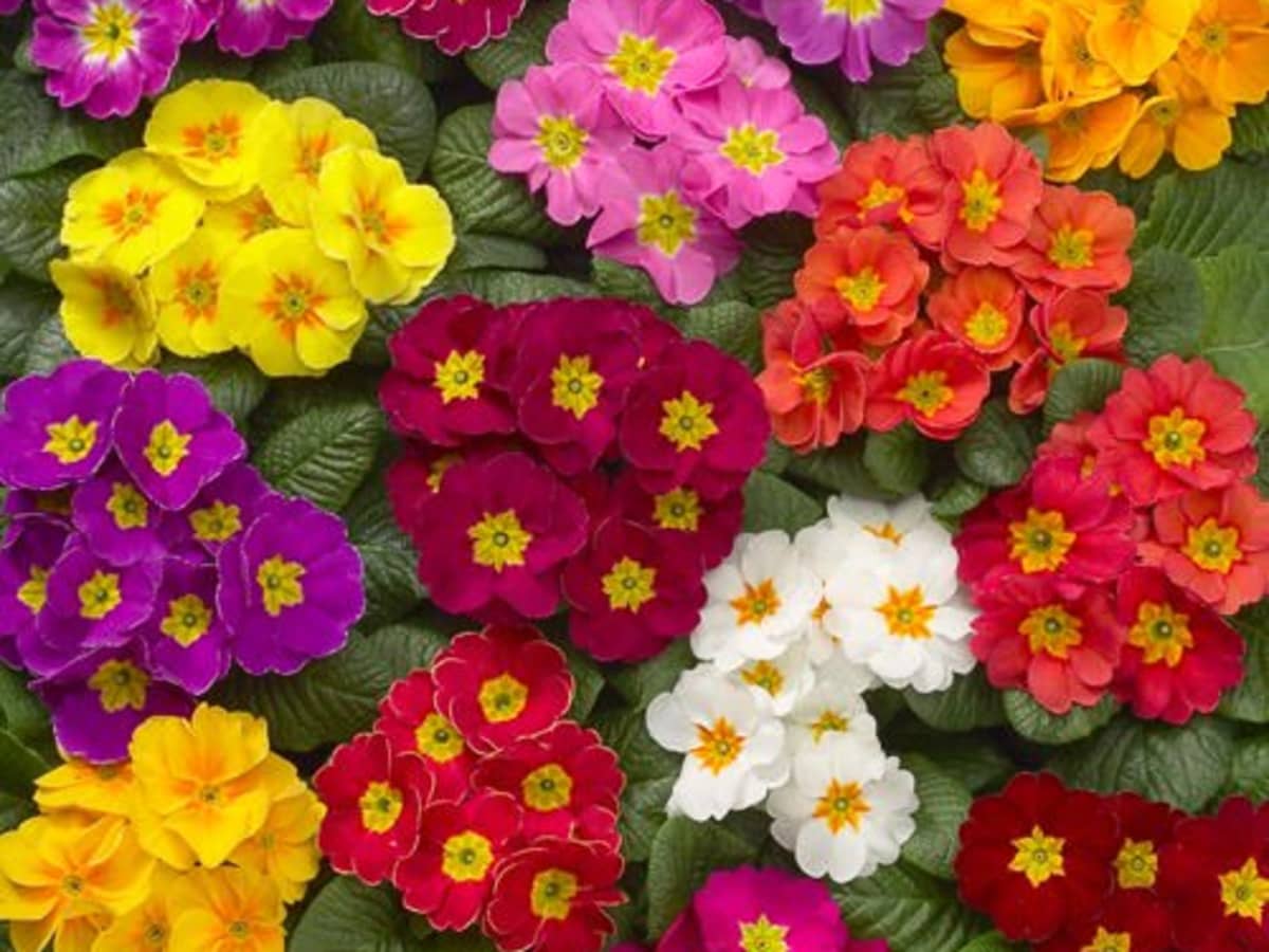 colorful primerose flowers
