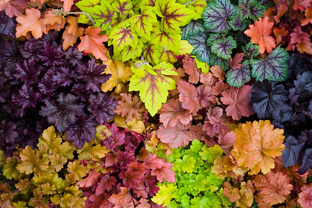 Colorful Heuchera Coral Bells flowers