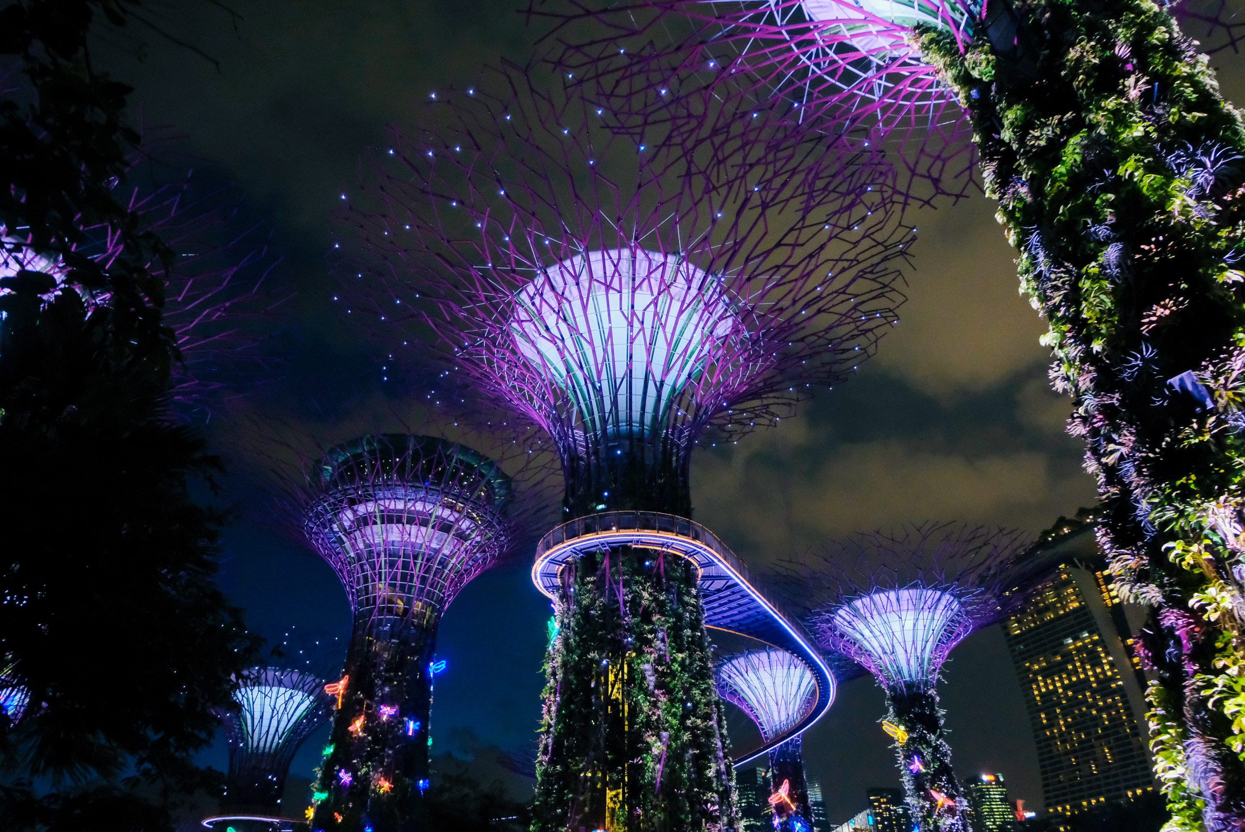 photo of Gardens by the Bay in Singapore, looking up at night with lights