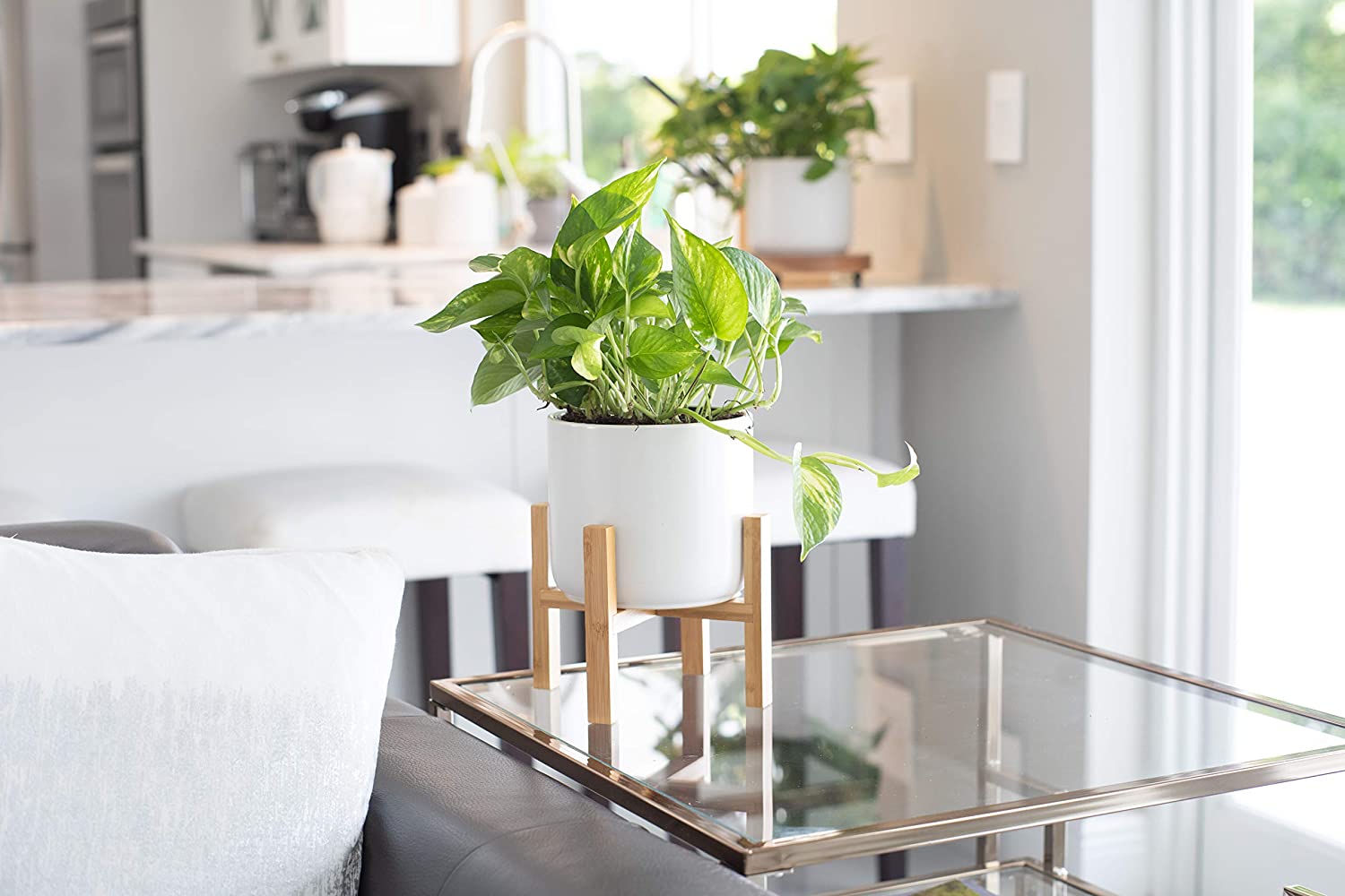 mid century planter with golden devils ivy pothos