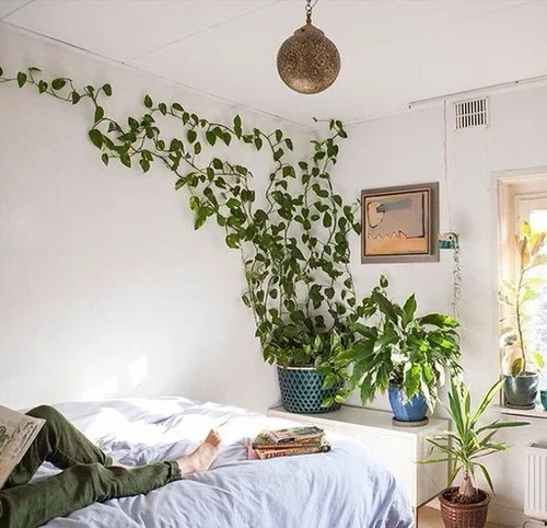 goldon pothos growing along wall for decor and benefits being next to bed