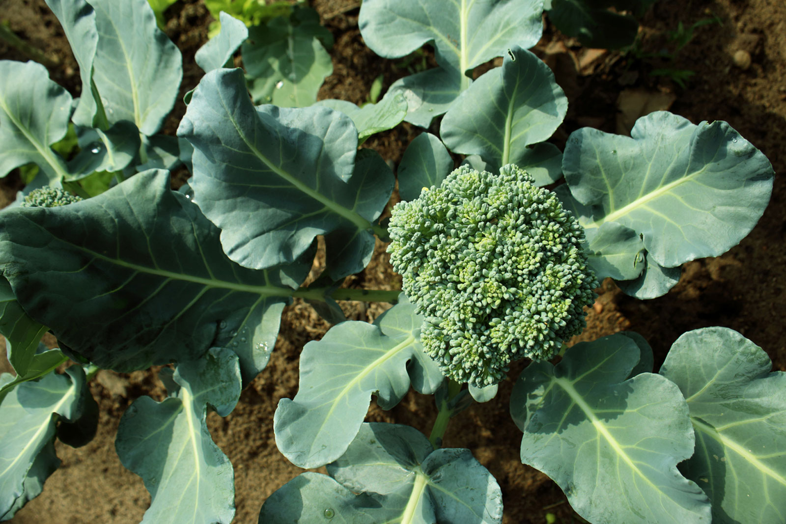 top view of broccoli and leaves