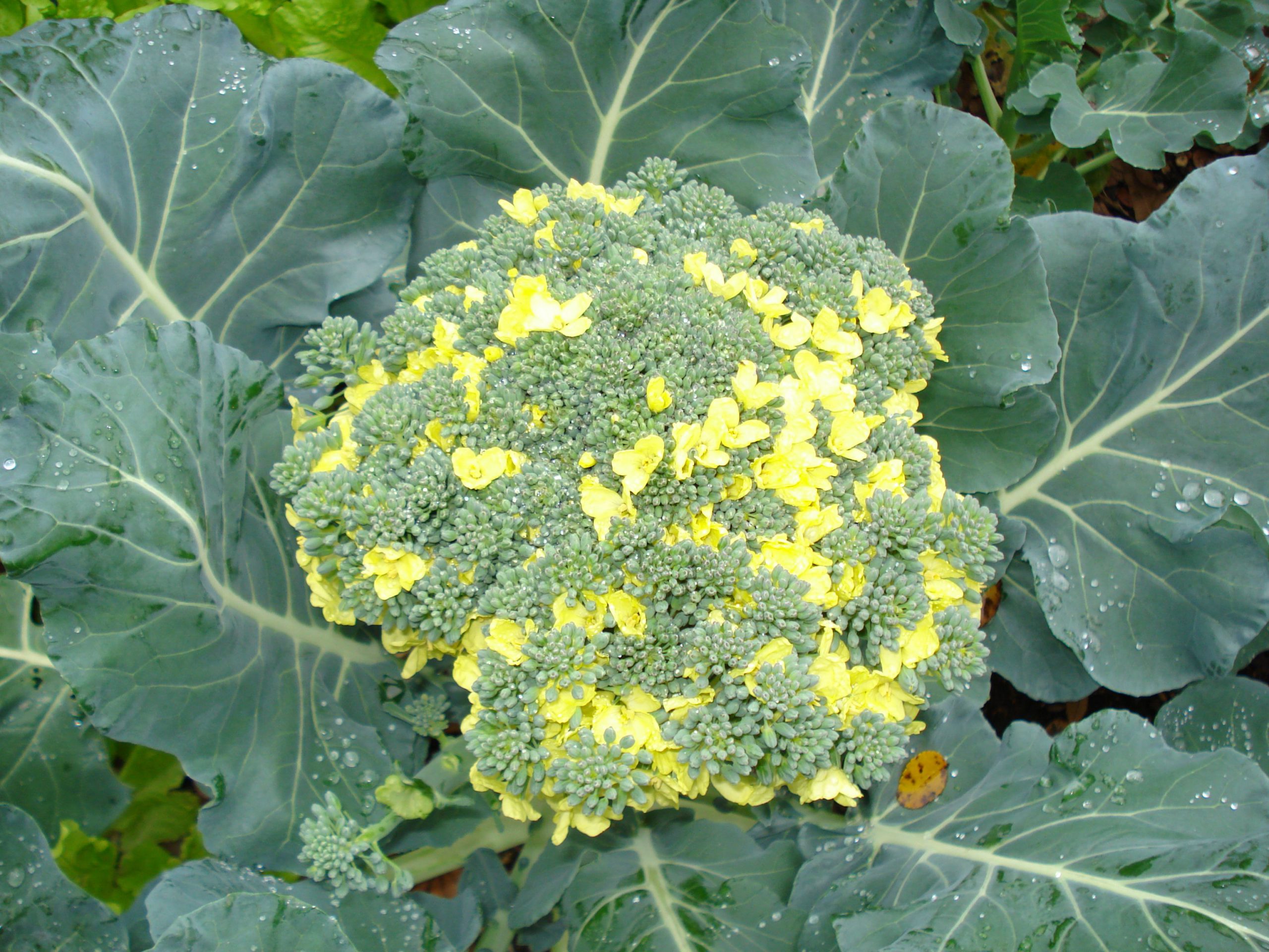 yellow and green large broccoli