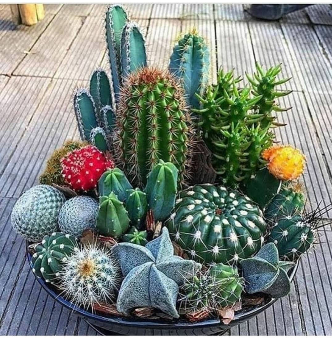 arrangement of cacti