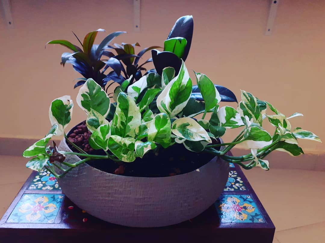 Pothos, dracaena and rubber plant in one planter