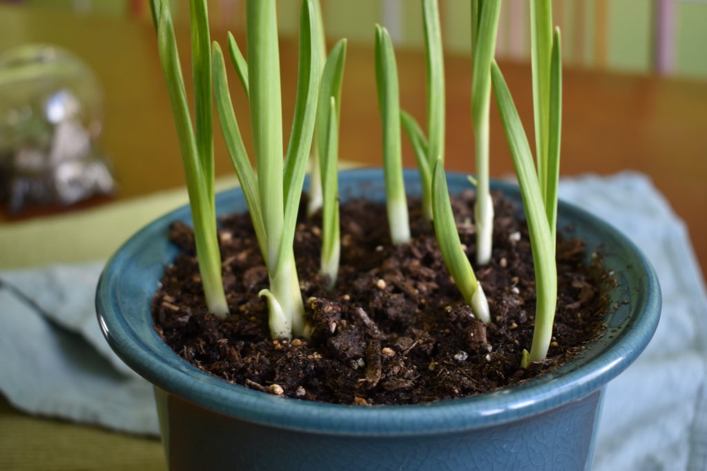 close up view of growing garlic stem in a pot at home