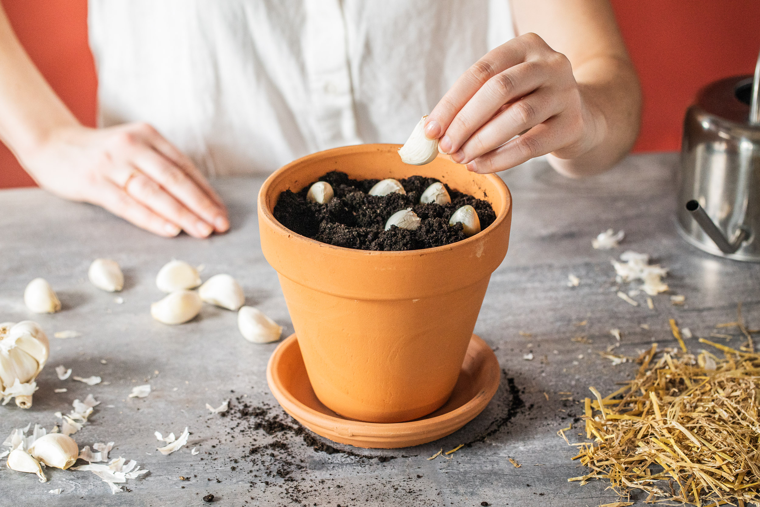 putting garlic into a pot with soil for growing at home and indoors