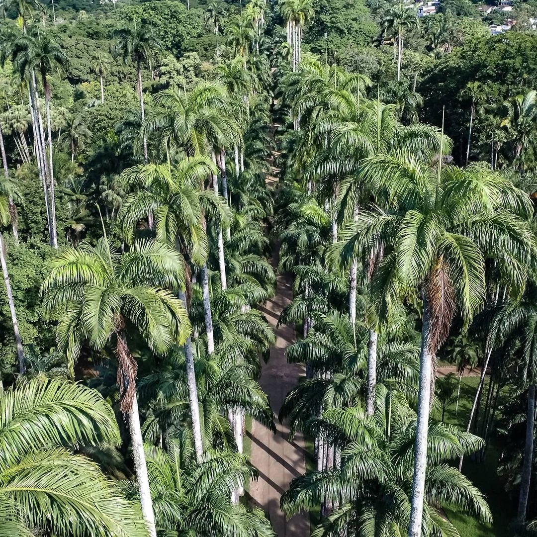 aerial view of the palm trees in jardim botanico rio de janeiro
