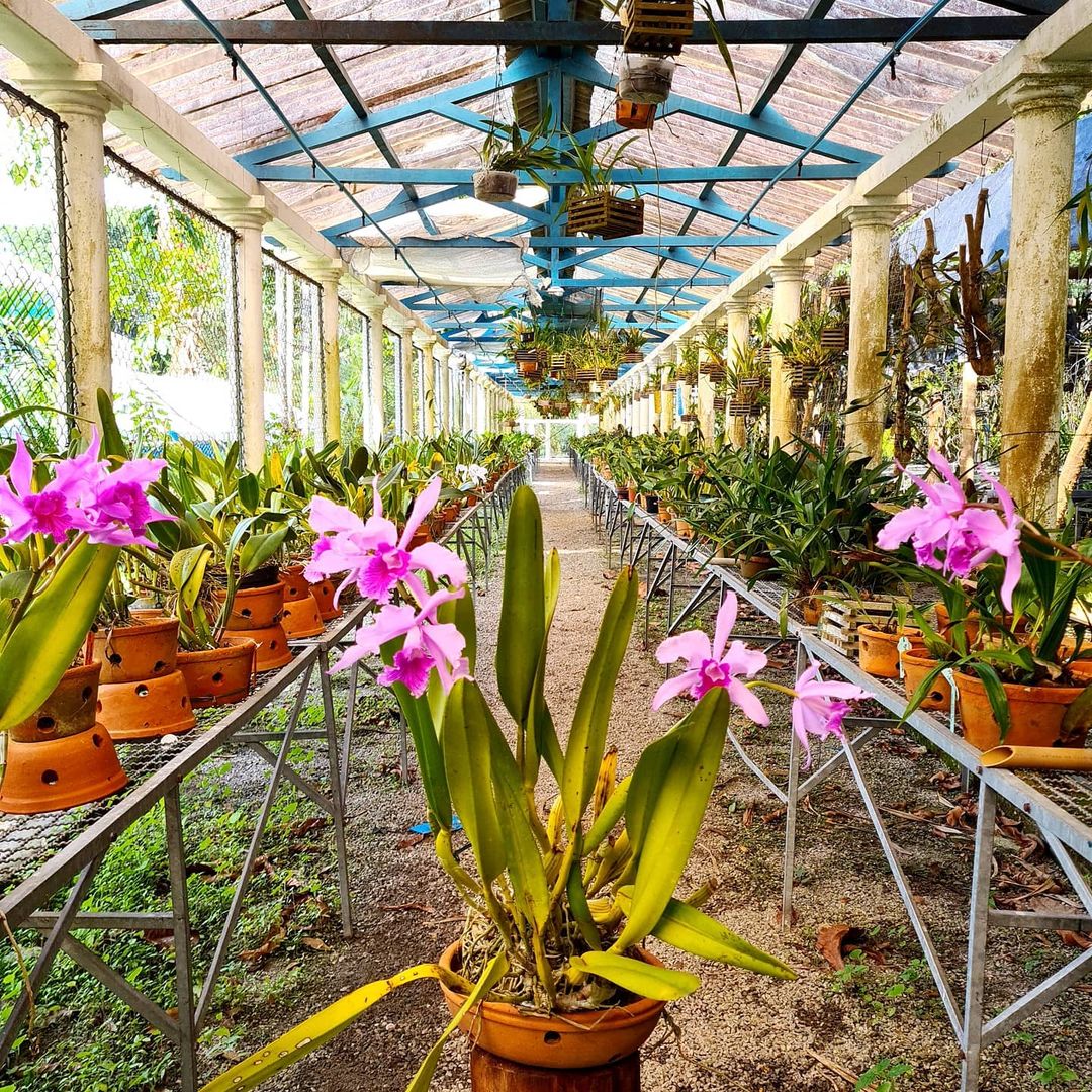 greenhouse with plants in jardim botanico