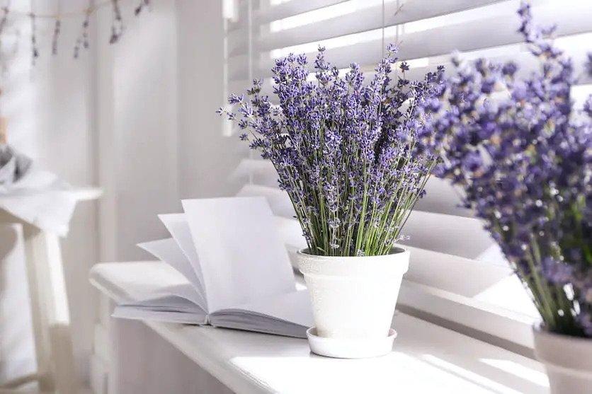 lavender plants by the window sill