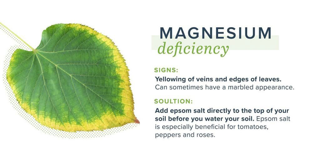 magnesium deficiency of what a plant leaf looks like