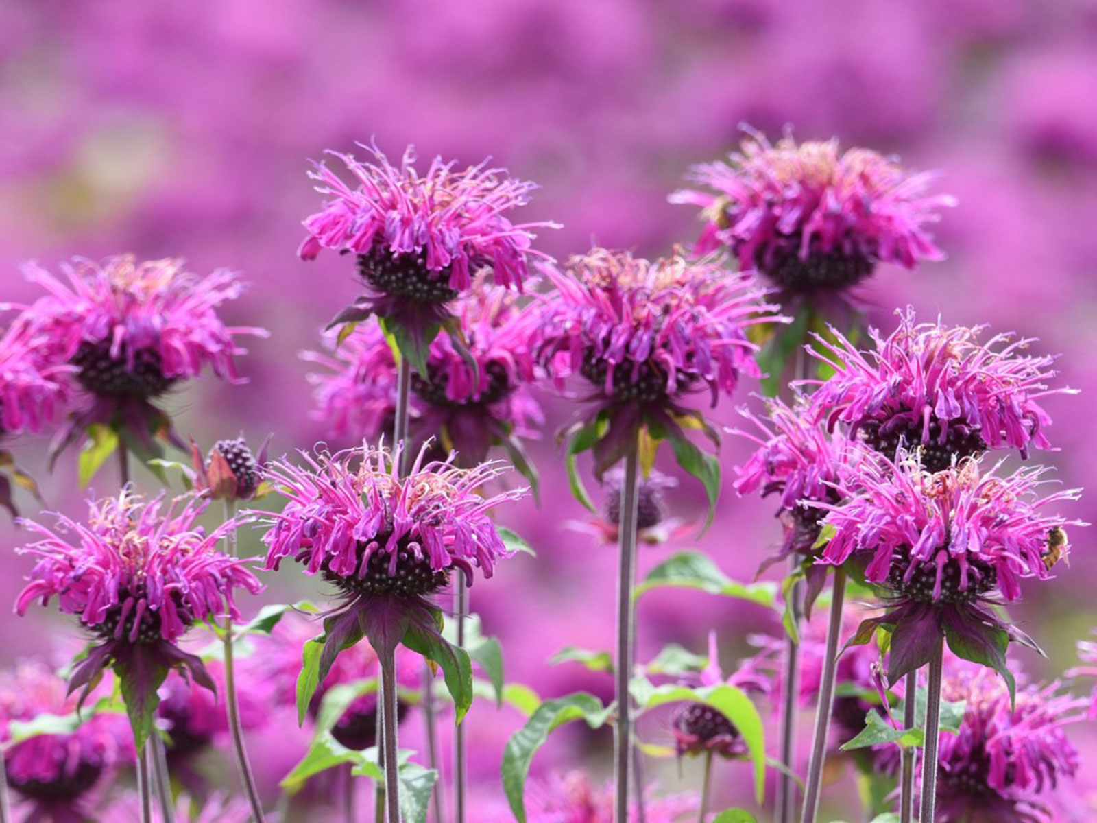 bee balm flower plants