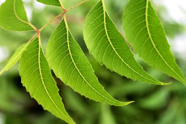 neem oil leaves