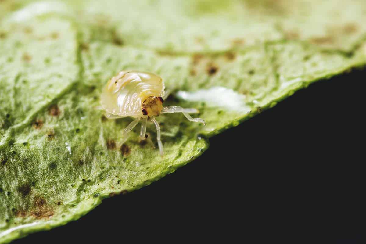 spider mites garden pests