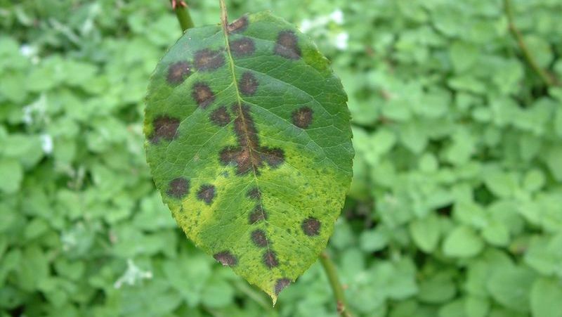 black spots on leaves