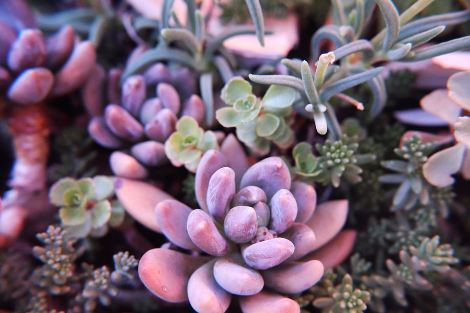 echeveria