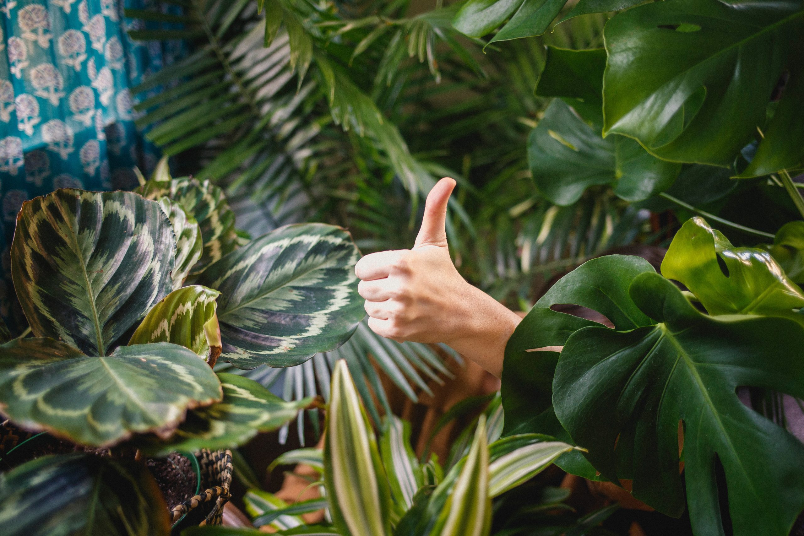 thumbs up surrounded by plants