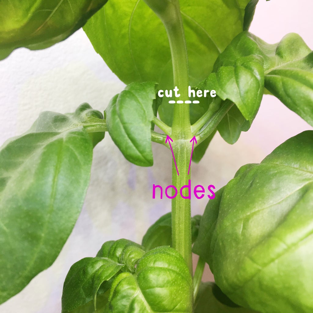 instructions where to prune basil leaves