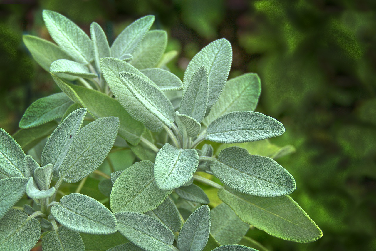 close up image of a sage plant leaves
