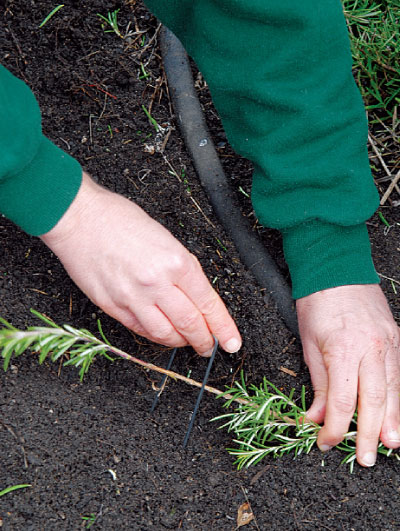 preparing for sage plant propagation and planting