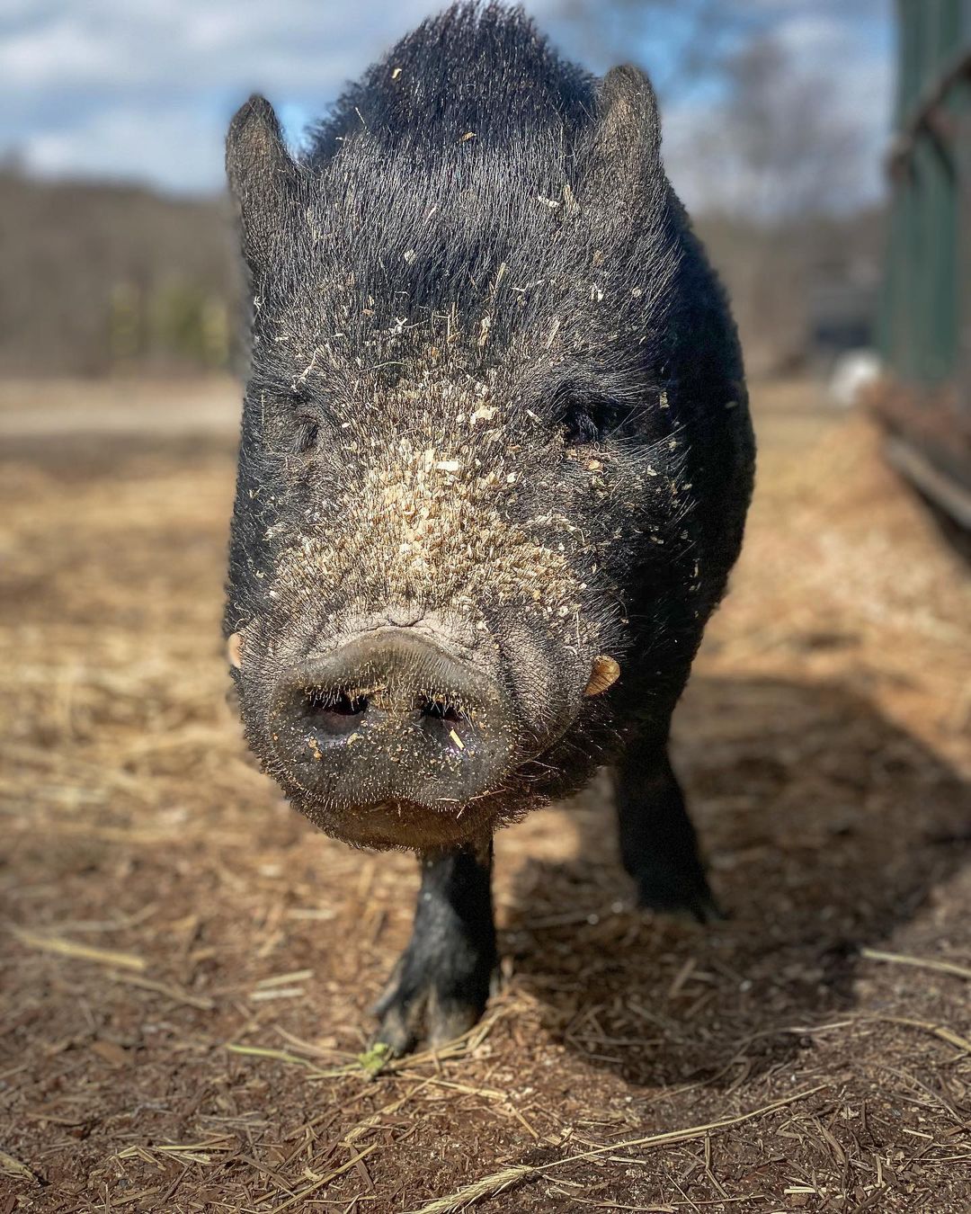 picture of close up pig in front with sawdust