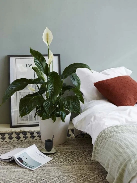 peace lily flower bloom next to bed