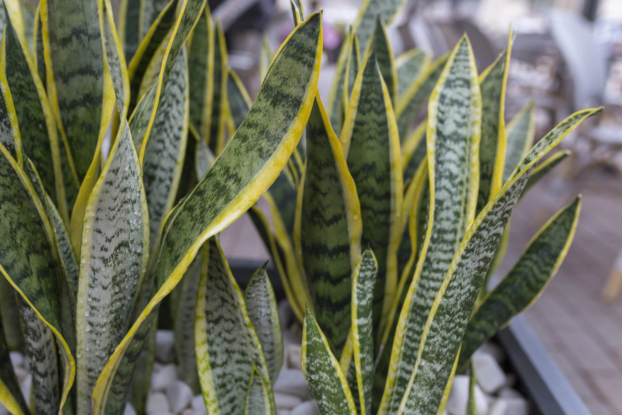 close up view of snake plants