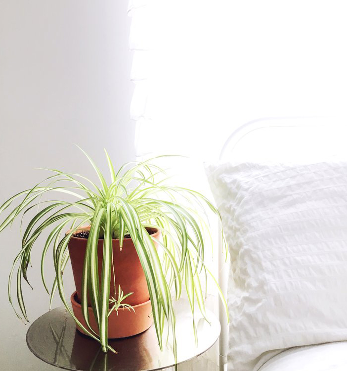 spider plant next to bed