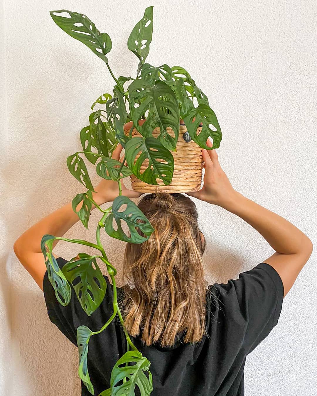 mini monstera plant