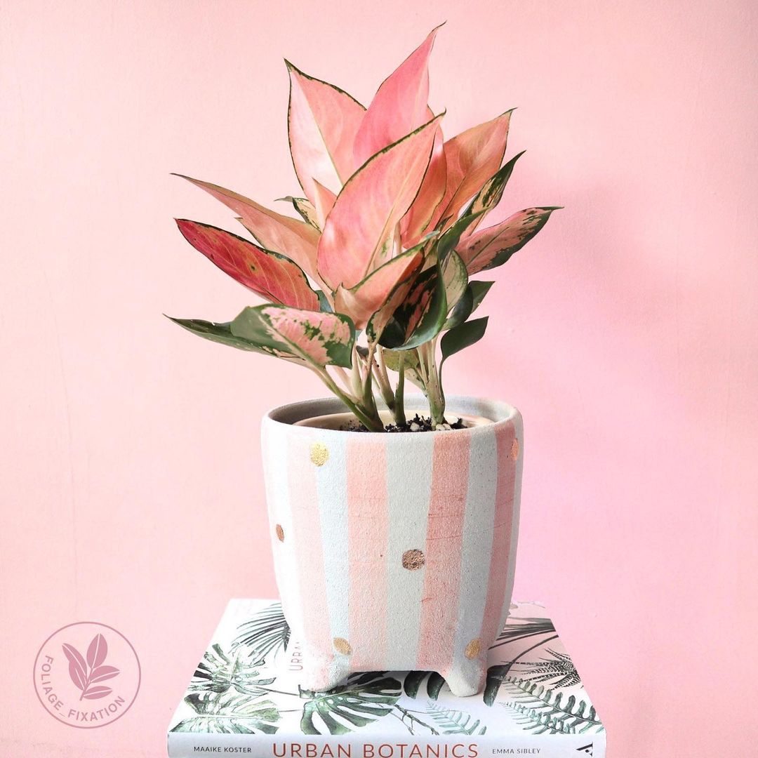 pink strip pot with pink chinese evergreen plant