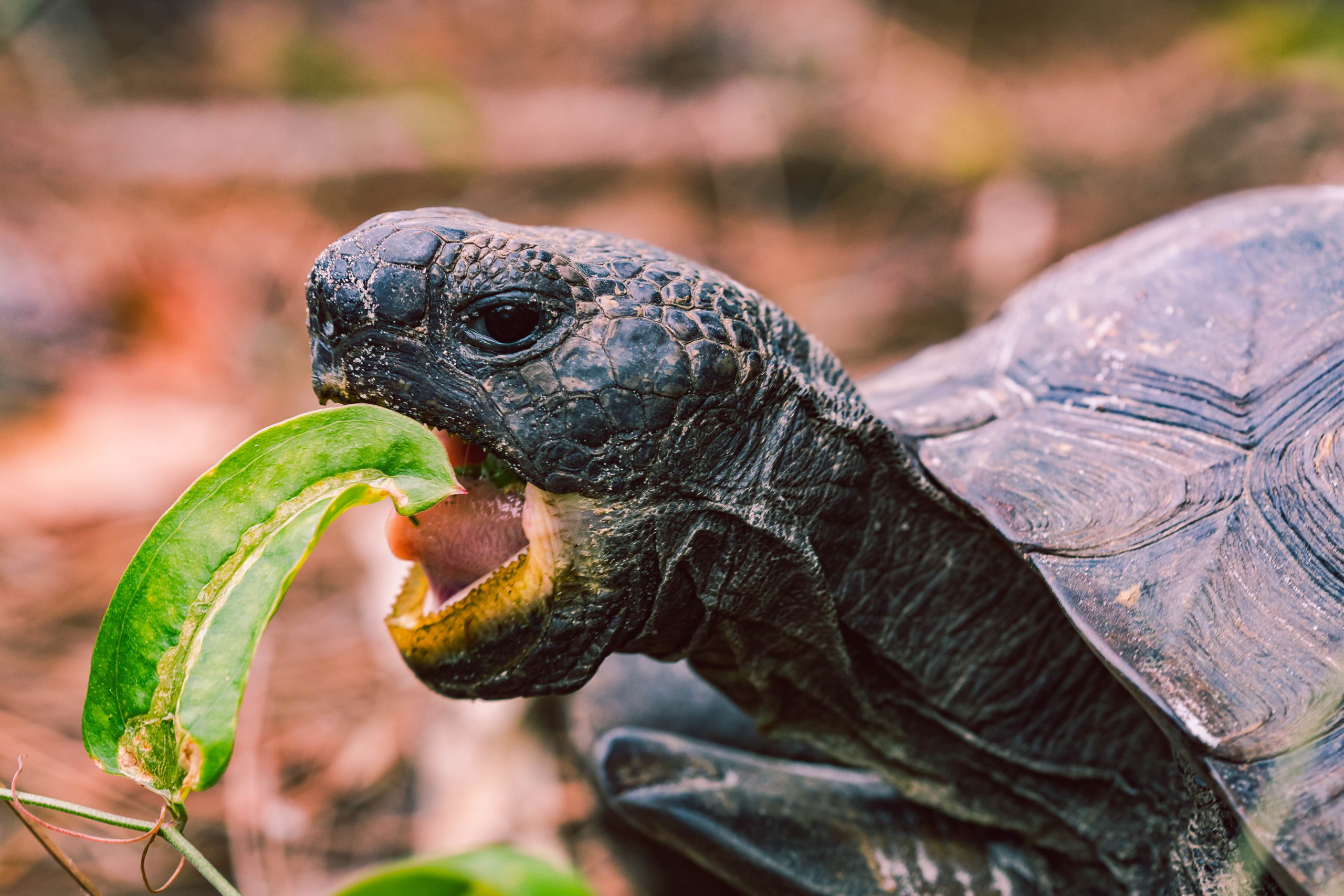 turtle head eating leaves