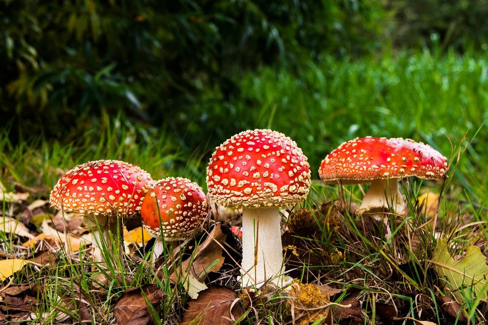 red mushroom in the wild