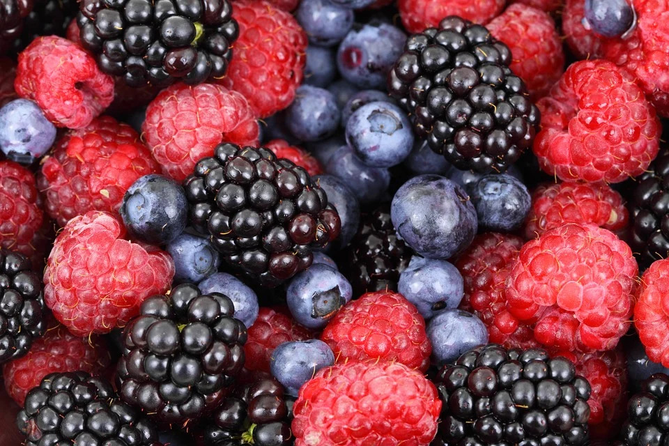close up of wild berries, blue berries, black and red raspberries