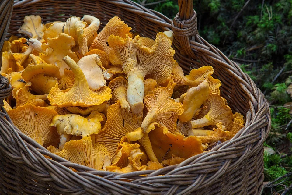 yellow fungus mushroom