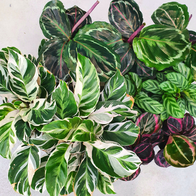 assorted calathea